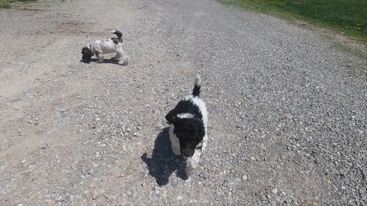 Brown and green female pups