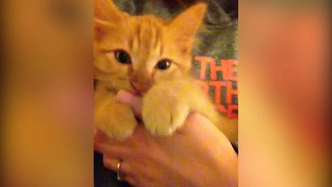 Cute Kitten Loves Her Human