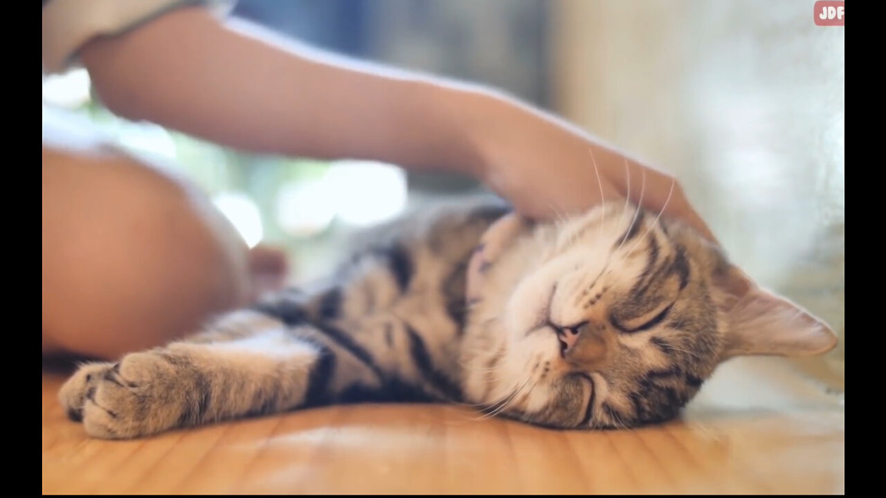 20 Common Mistakes You Make As A Cat Owner