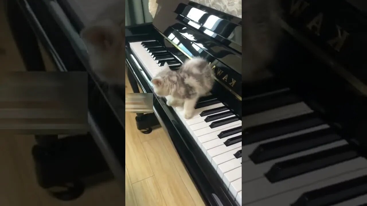 Cute kitten is piano expert funny 2022 😅😍 #shorts #cat