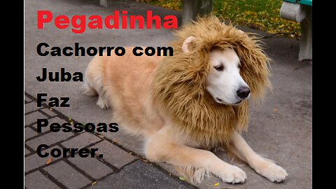 Pegadinha Cachorro Leão