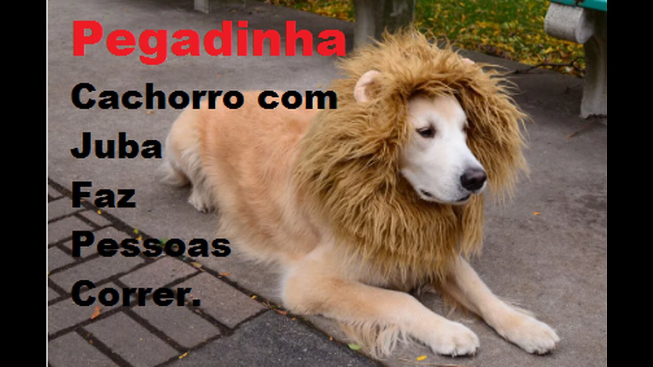 Pegadinha Cachorro Leão