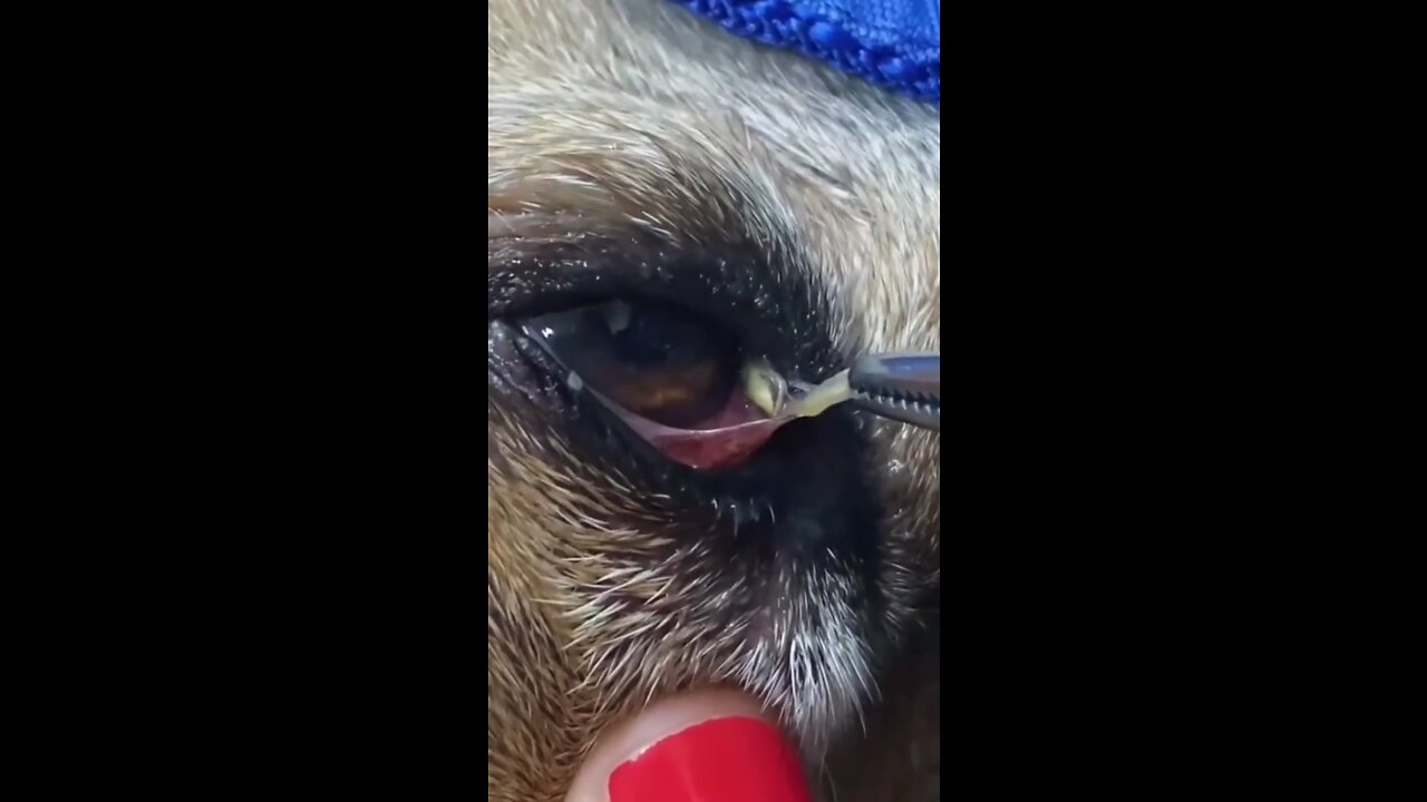 Pulled a big chunk out of the dog’s eye