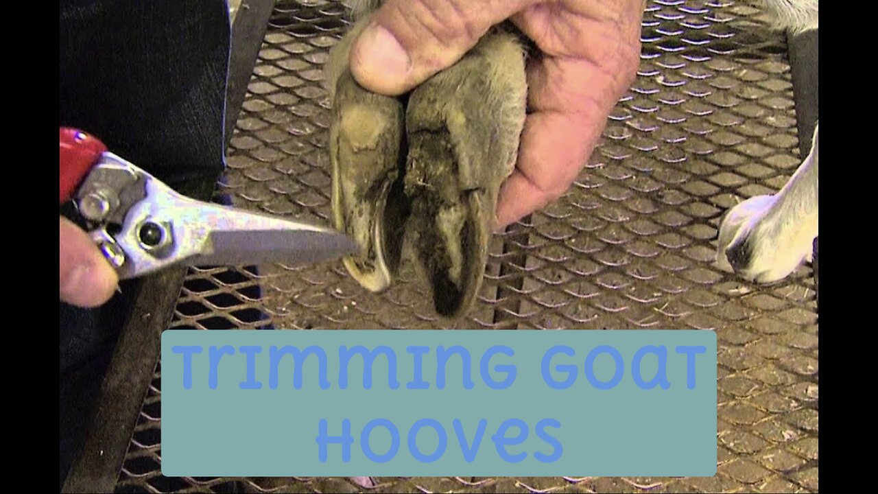 Trimming Goat Hooves