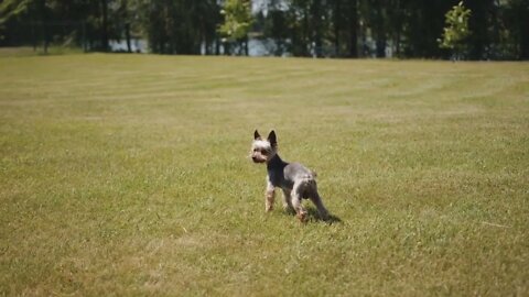 Yorkshire Terrier stands on a green lawn surrounded by trees on the banks of the river on a summer s