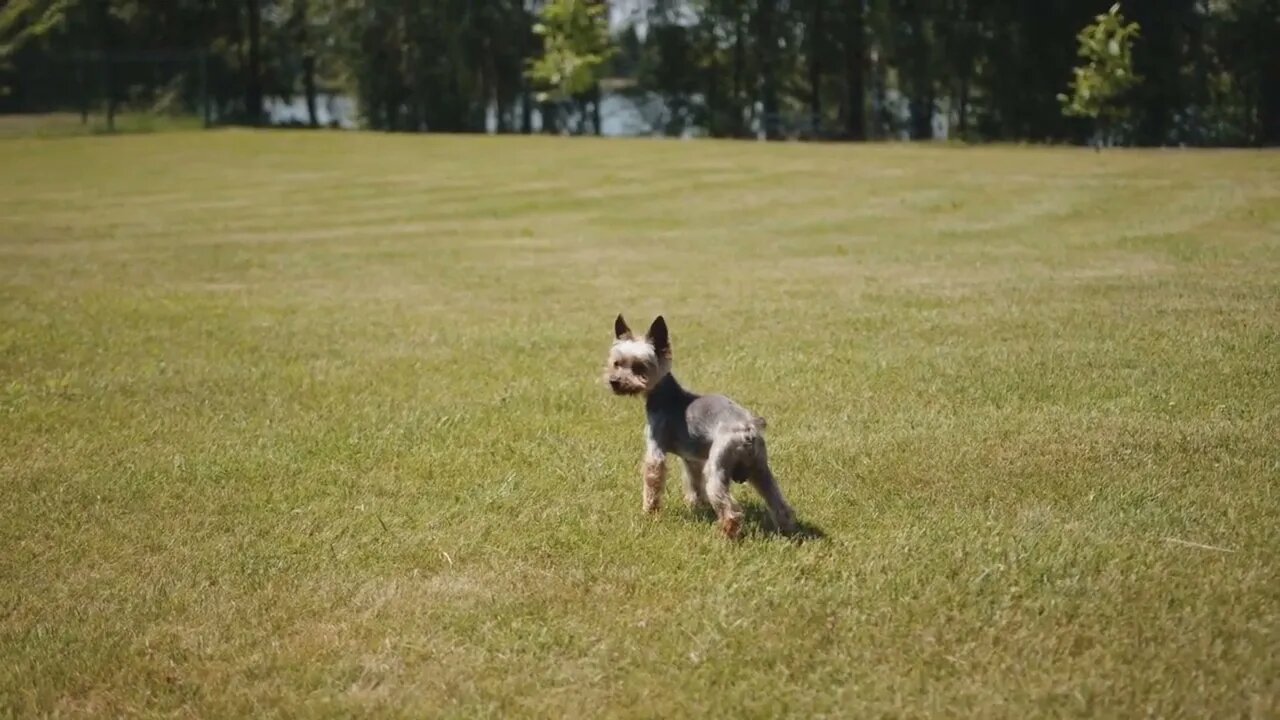 Yorkshire Terrier stands on a green lawn surrounded by trees on the banks of the river on a summer s