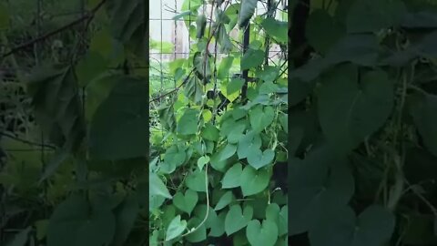 Are these two Vines hugging or strangling each other?