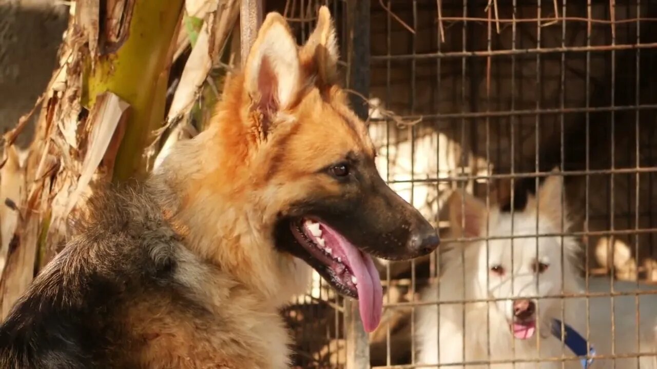 German shepherd sitting on ground with tongue out