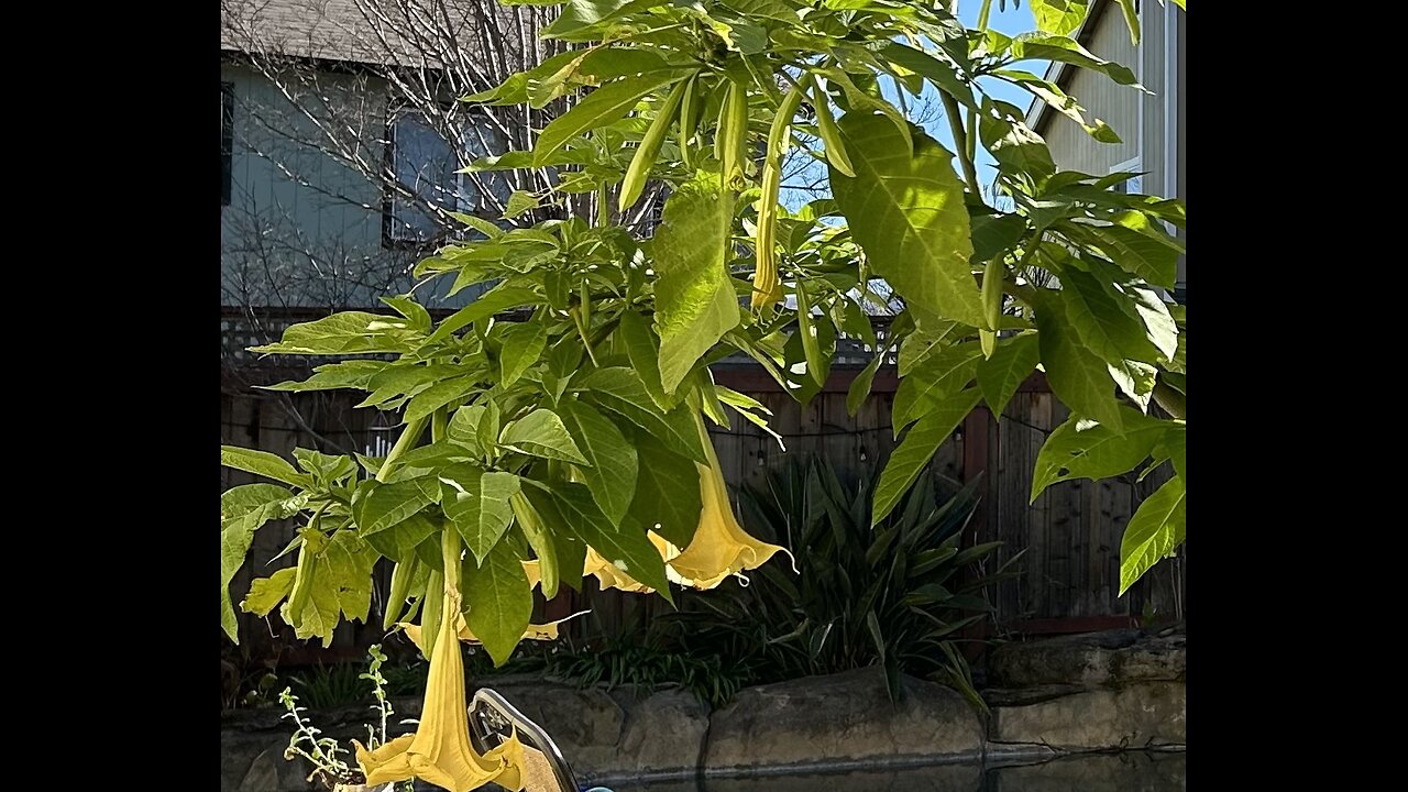 Happy Blooming 'Angle's Trumpet'... (Bragmancia) in Northern California