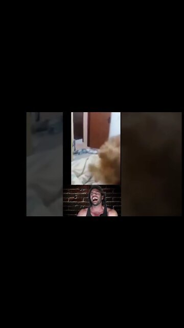 Pups really enjoy magic tricks