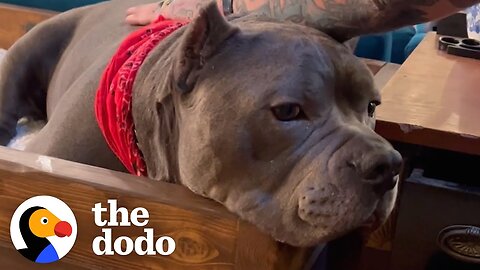 Pittie Who Was Scared Of Men Becomes Velcro To His Dad - The Dodo