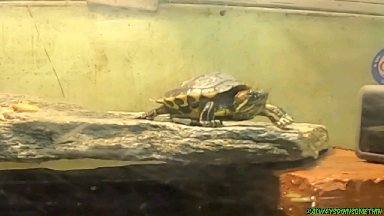 New turtle tank