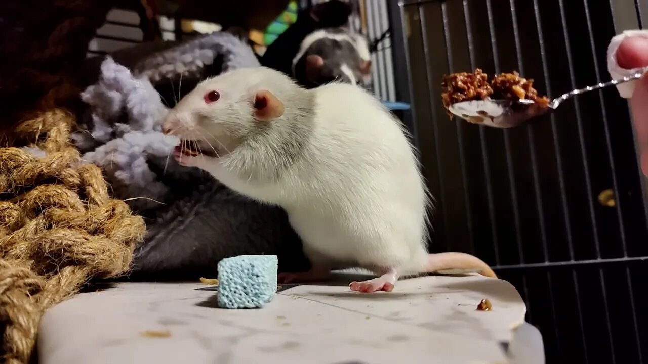 Rats LOVE CAT FOOD from a SPOON! #109 #rats #bekind #animals