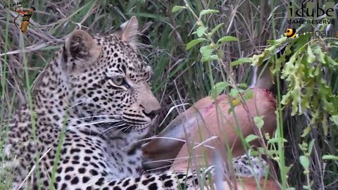 Scotia Female Leopard - Year 2, Independence - 1: Big Impala Meal