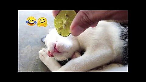 Funniest Cat And Dogs 😂