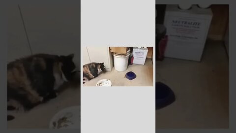 Don't look at me.. I'm full already..🐈🐁🍱😂😂