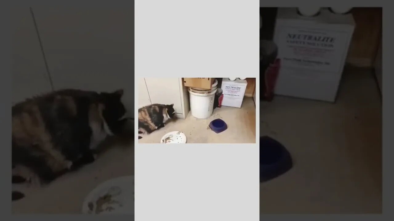 Don't look at me.. I'm full already..🐈🐁🍱😂😂