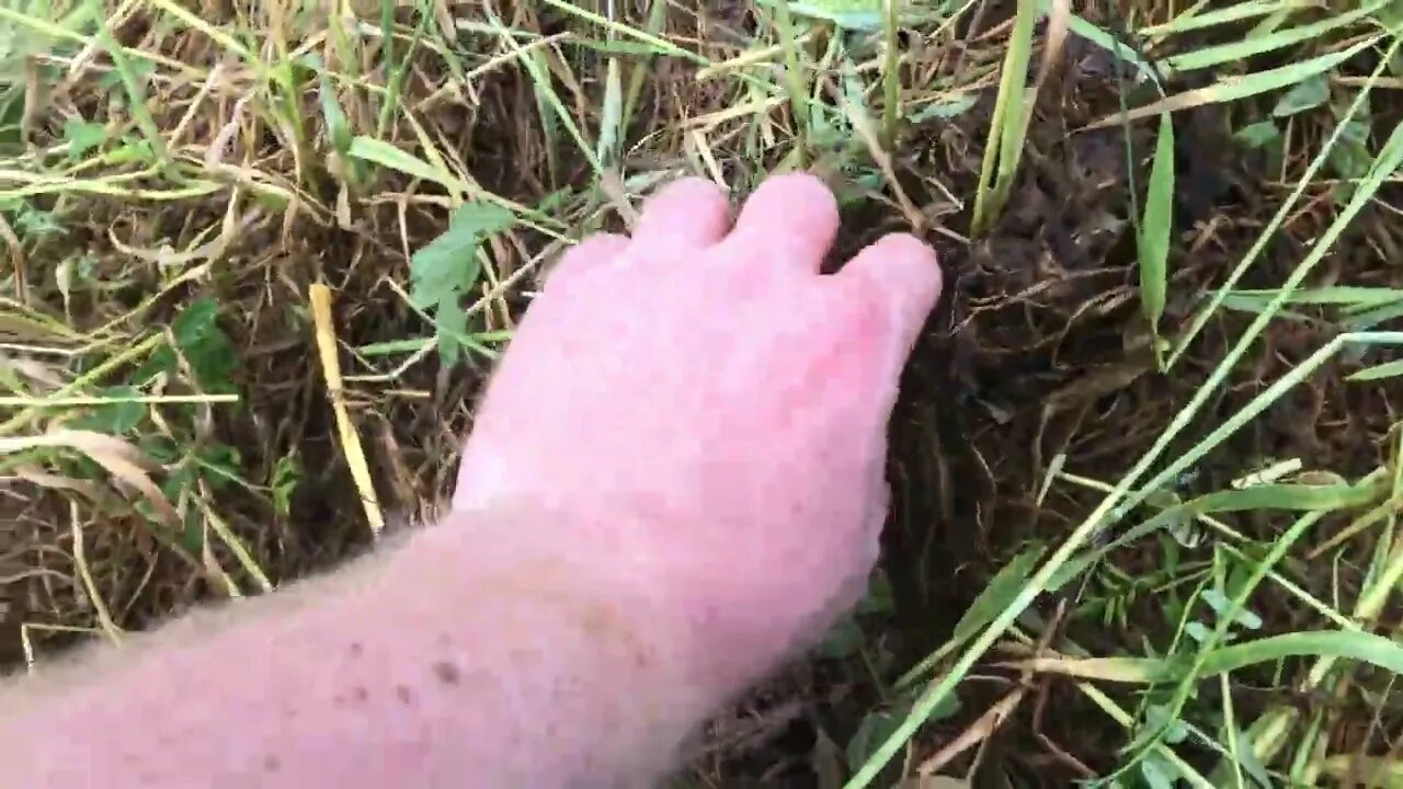 Grass fed strawberry bed in rainy environments