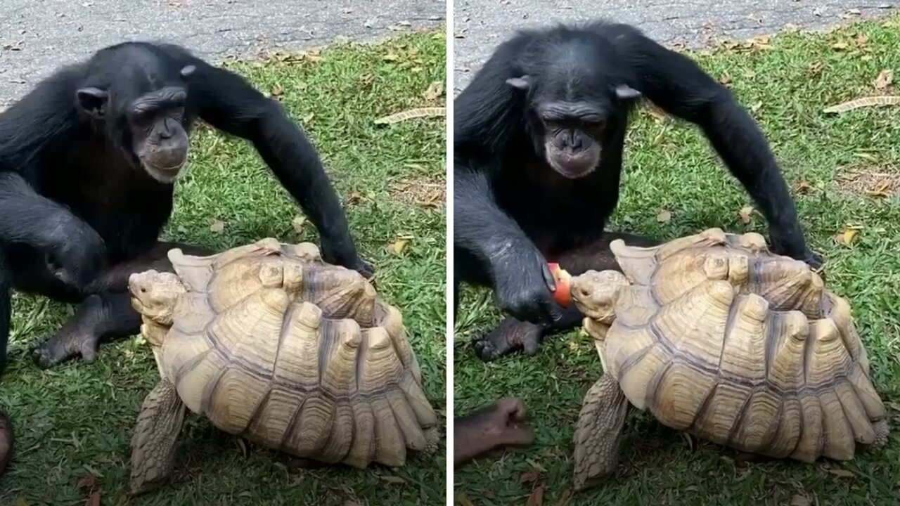 Sharing is caring ❤️ Adorable Chimpanzee shares Food with Tortoise