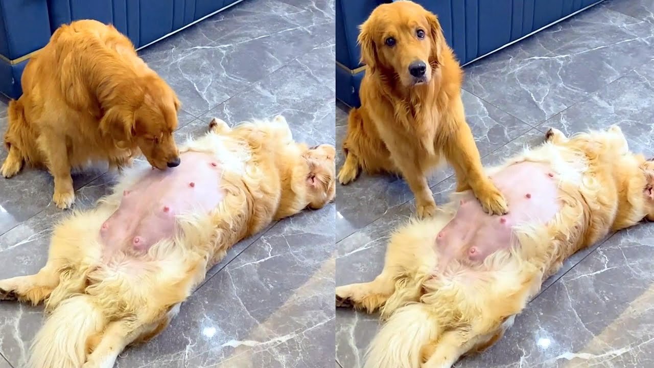 Golden retriever dog takes care of pregnant wife