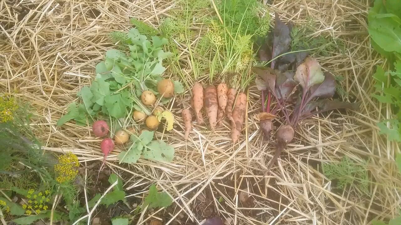 Wild Urban Gardens 2021 - End of the Season at the Community Garden Plots