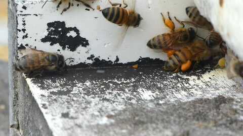 BEES WITH POLLEN (Slow motion)