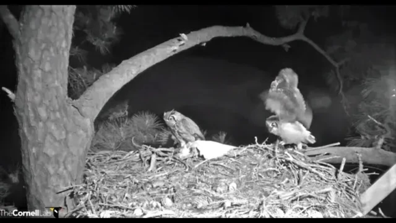 Mom Returns With Another Egret 🦉 4/1/22 04:27