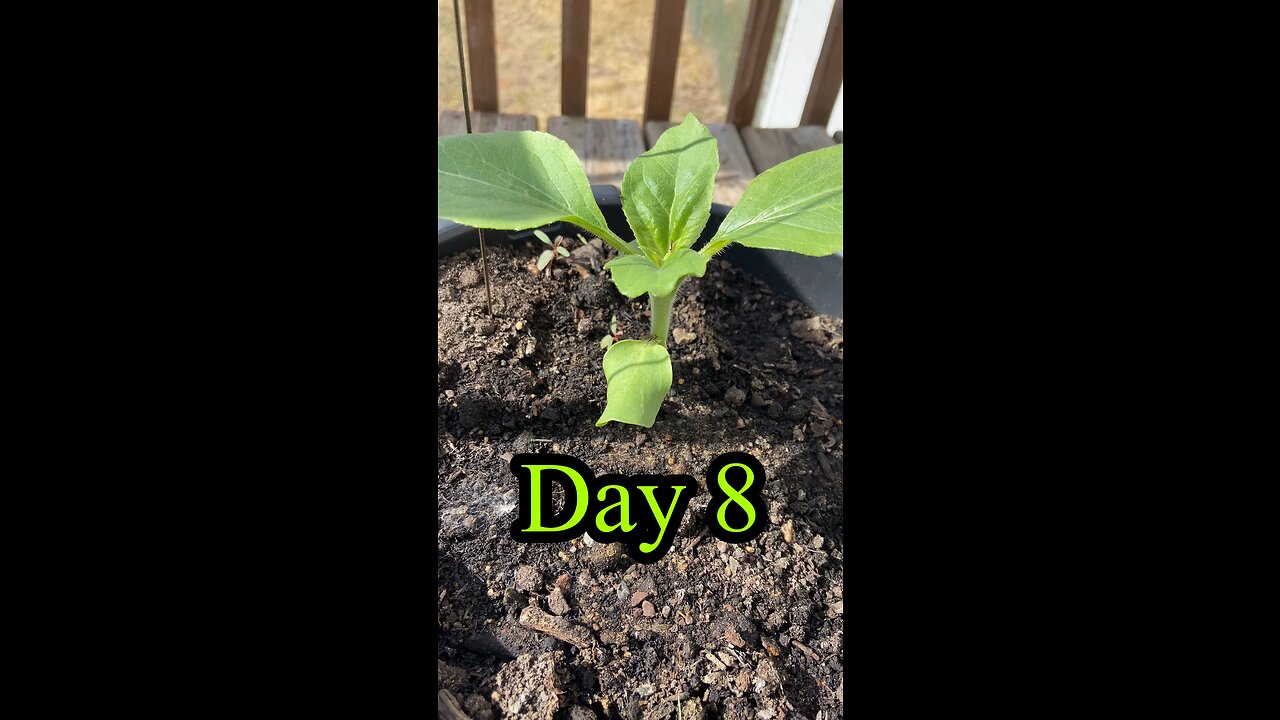 Plant growth daily update day 8