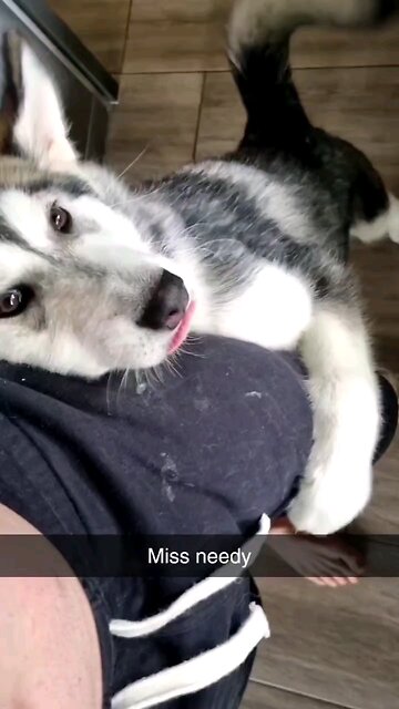 Lexi the husky being needy af