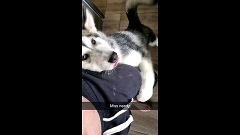 Lexi the husky being needy af