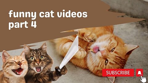 Funny Cat Video Part 4