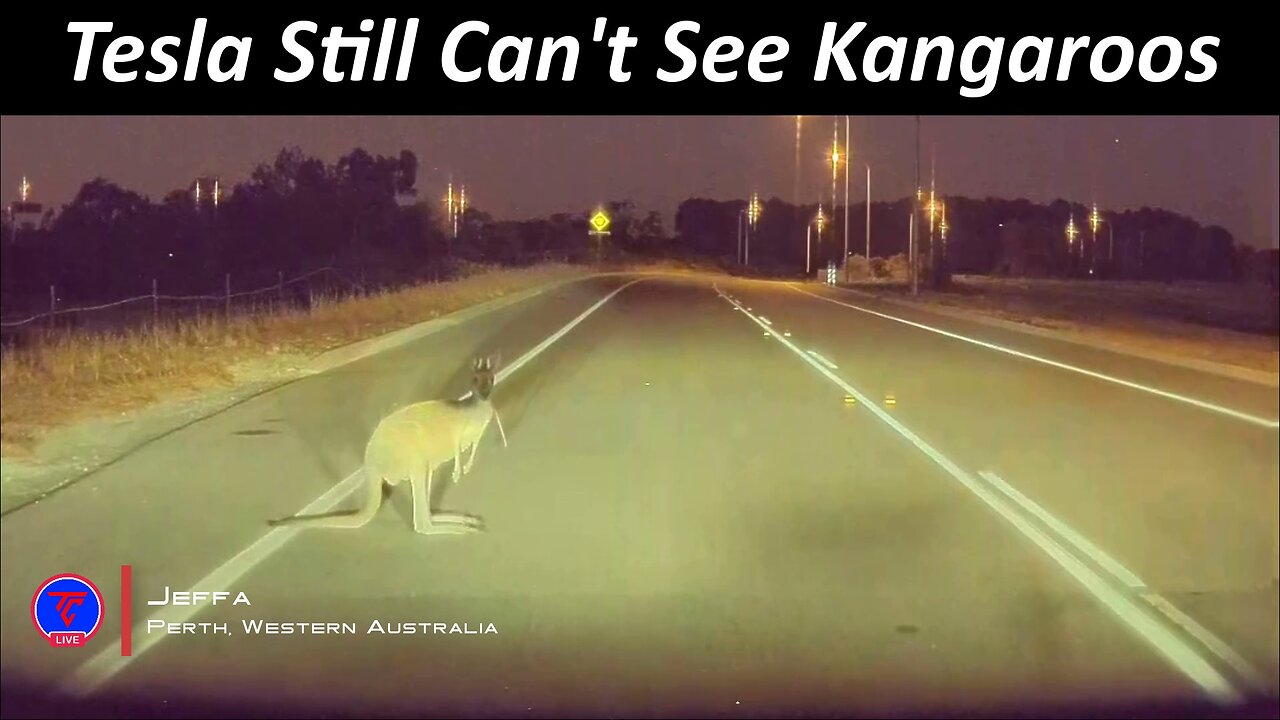 Tesla Still Can't See Kangaroos | TeslaCam Live