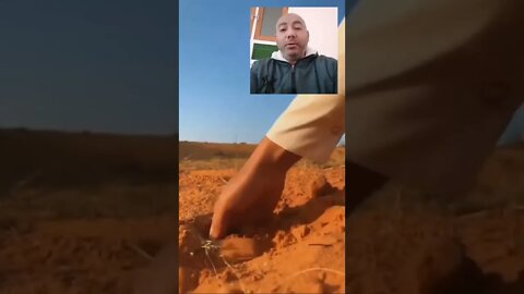 شاهد استخراج الكمأه أو الفقع من الأرض | #shorts ♥️