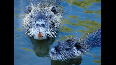 Cute beaver takes a bath in the river