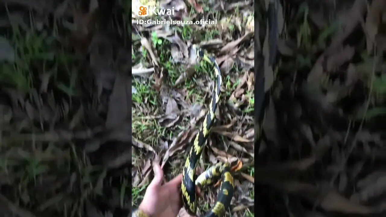 #cobra #caninana #mata #vida