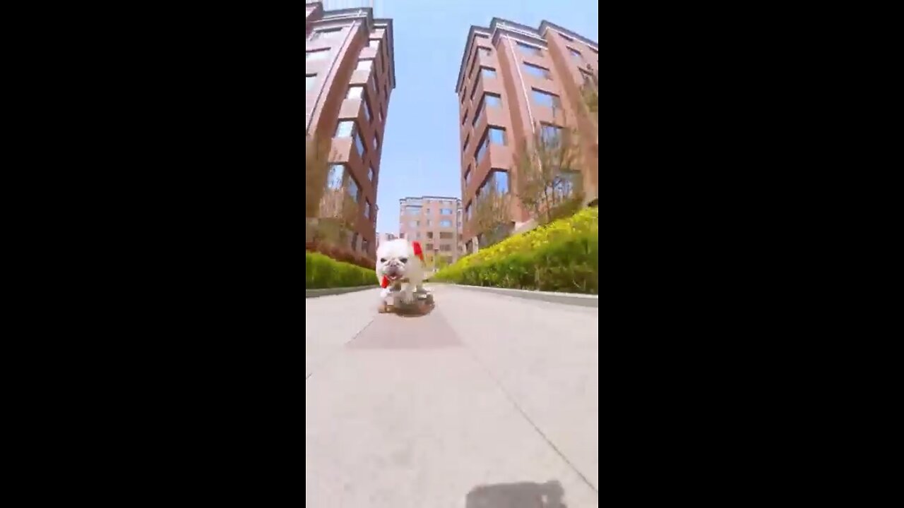 Skatedog 01