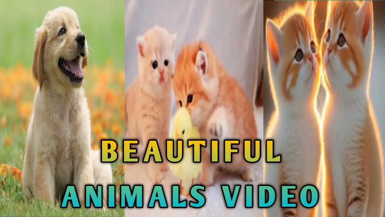 Very beautiful animals video ,,, don't miss this video