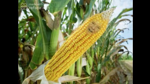 The Donald Trump Corn Meme! 🌽