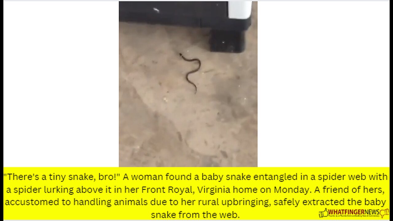 "There's a tiny snake, bro!" A woman found a baby snake entangled in a spider web with a spider