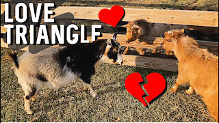 Love is Complicated! It’s Mini Goat Breeding Season!
