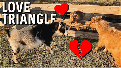 Love is Complicated! It’s Mini Goat Breeding Season!