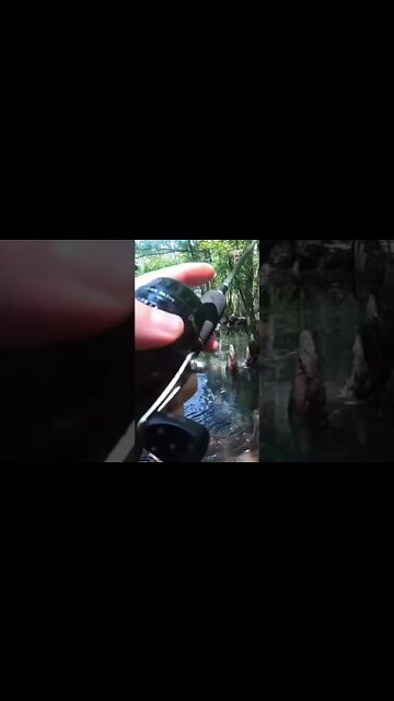 Redfin Pickerel Destroys Spider!