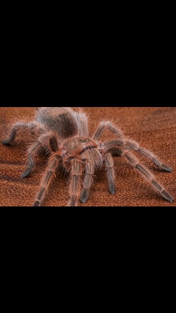 Chilean Rose Hair Tarantula (Grammostola rosea) #shorts