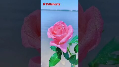 love status Shorts Video - love Video Shorts - nature Video r150shorts |#r150shorts |youtubeshorts