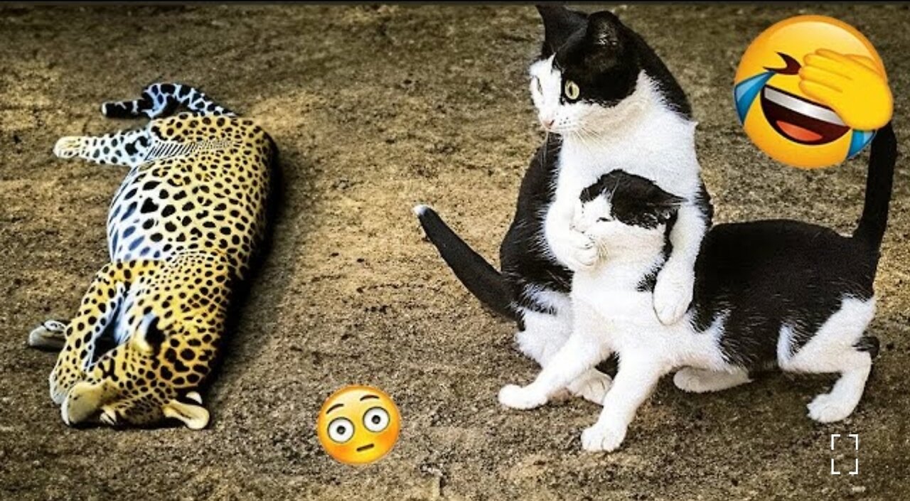 New funny 😁 video 2023 🥰😍 cutest cats 🐈 and dogs 🐕