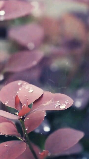 Do you love your enemies?