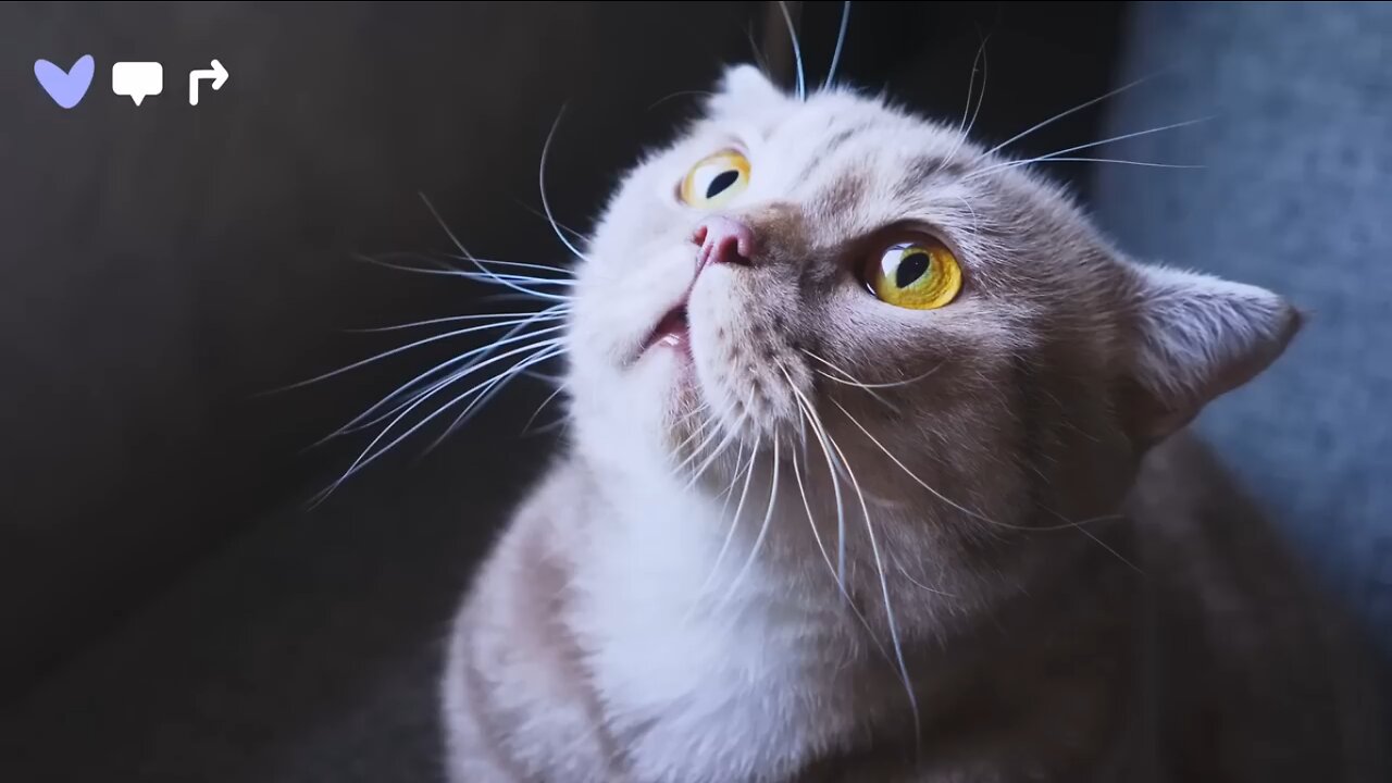 3 Hour of birds / cats Bonanza- Funny animal videos / Best videos of 2k23