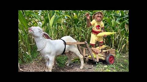 CUTIS harvests corn to make smoothies for goats