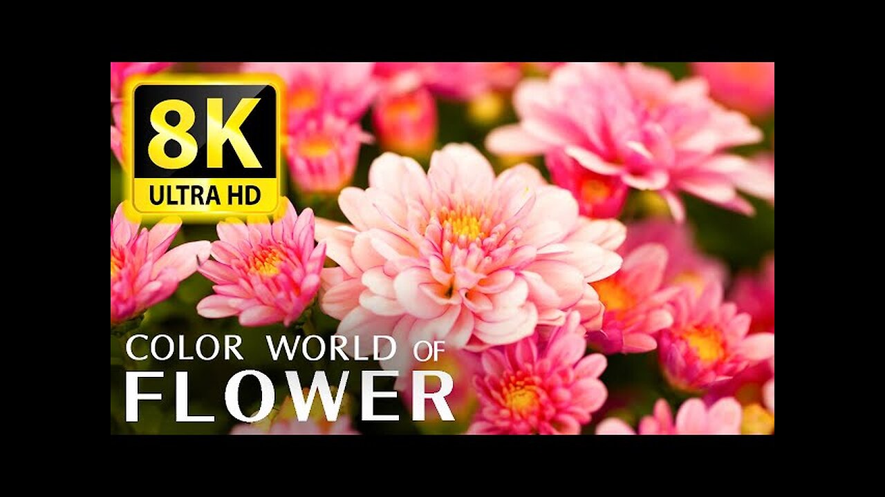 4k HD flower video Amazing nature