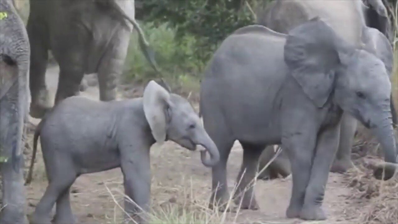 Angry Elephant Calf